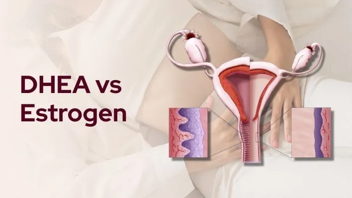 DHEA Vs Estrogen